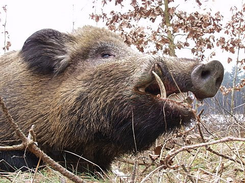Gemeinsam jagen nach der J&auml;gerpr&uuml;fung!